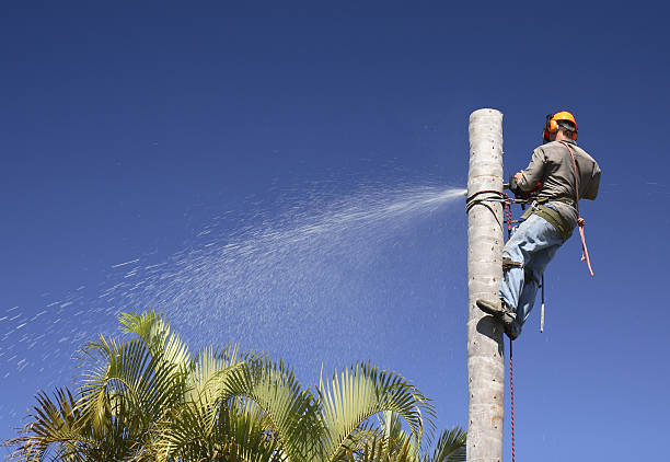 Tree and Shrub Care in Fort Mitchell, KY