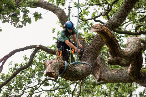 Best Root Management and Removal  in Fort Mitchell, KY