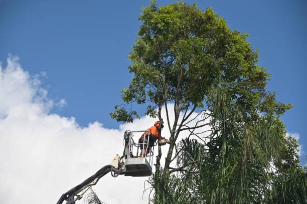 Fort Mitchell, KY Tree Removal Services Company